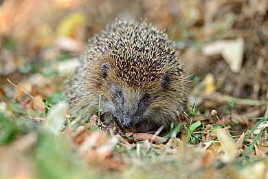 前Valve经济学家：Steam本可成为宏观经济预测平台